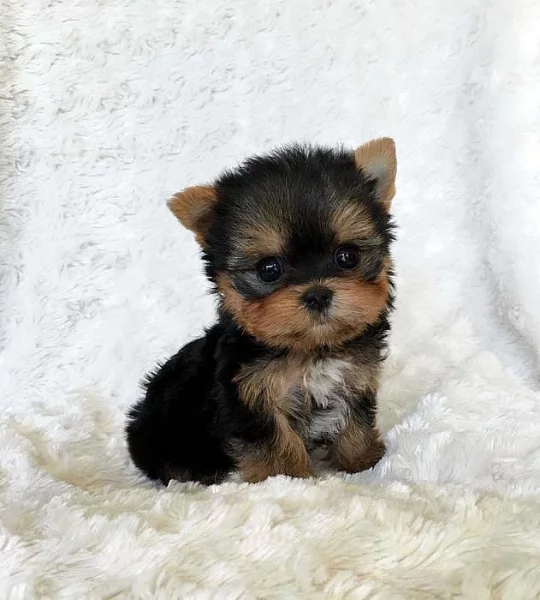 Yorkshire terrier
