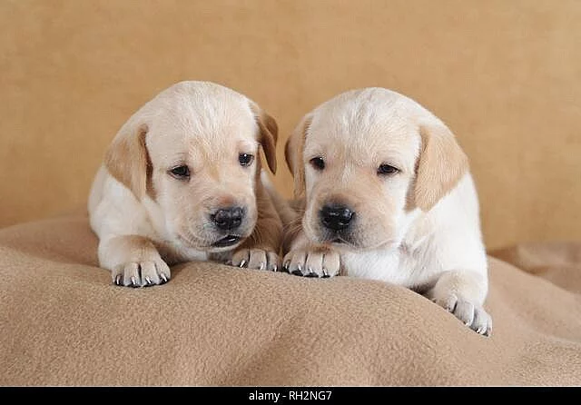 Labradorský retriever