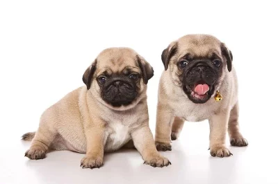 Mops štěňata