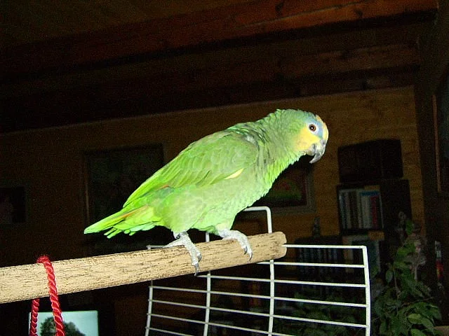 Amazoňan Venezuelský oranžovokřídlý