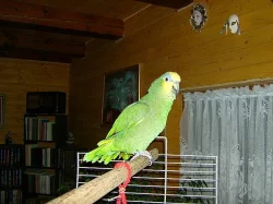 Amazoňan Venezuelský oranžovokřídlý