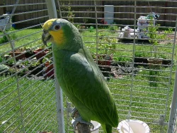 Amazoňan Venezuelský oranžovokřídlý