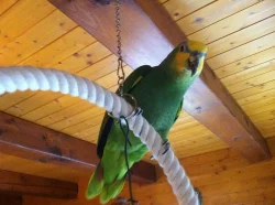 Amazoňan Venezuelský oranžovokřídlý