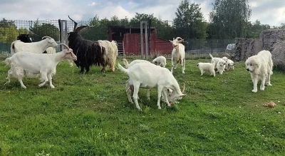 Pyrenejský horský pes chlupáči