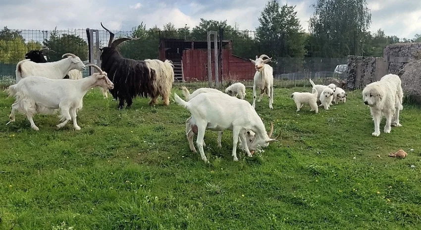 Pyrenejský horský pes chlupáči