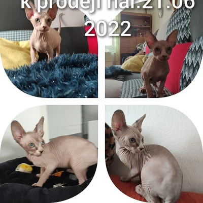 Kanadský sphynx spp