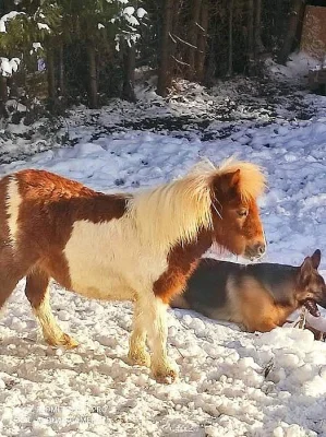 Prodám Shetland mini ponika
