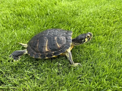 Daruji za odvoz samce želvy žlutolící