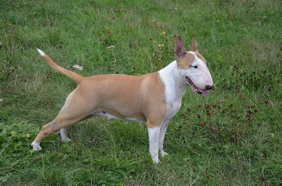 bulterier