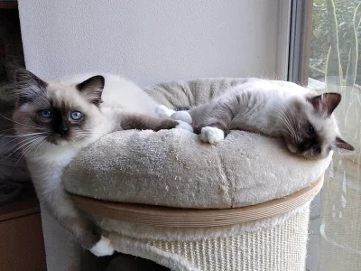 Ragdoll s PP.