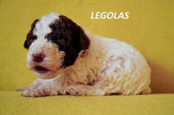 Lagotto Romagnolo - štěňata s PP