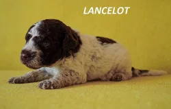 Lagotto Romagnolo - štěňata s PP