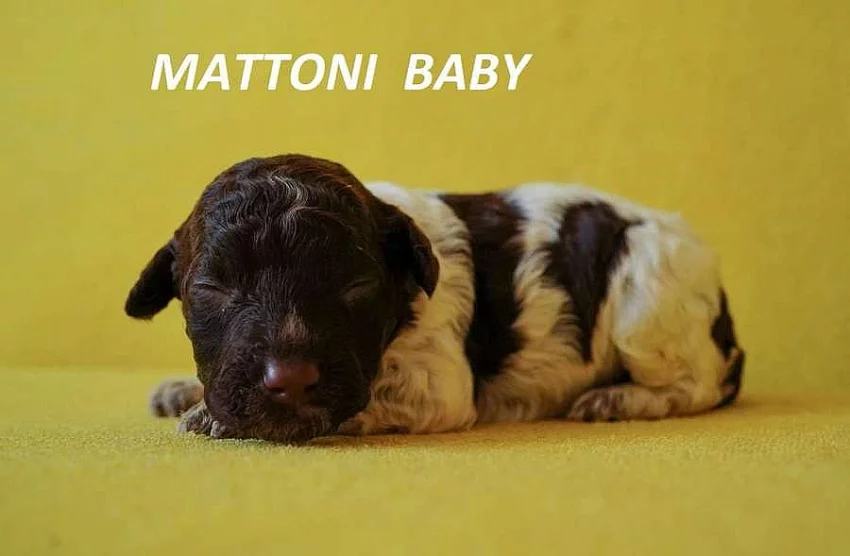 Lagotto Romagnolo - štěňata s PP