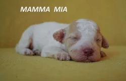 Lagotto Romagnolo - štěňata s PP
