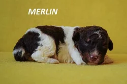 Lagotto Romagnolo - štěňata s PP