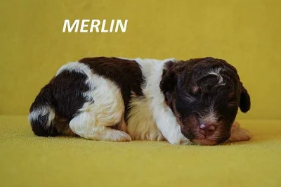 Lagotto Romagnolo - štěňata s PP