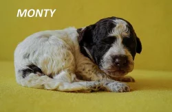 Lagotto Romagnolo - štěňata s PP