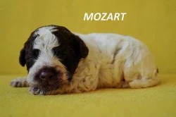 Lagotto Romagnolo - štěňata s PP