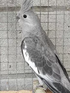 Korela chocholatá