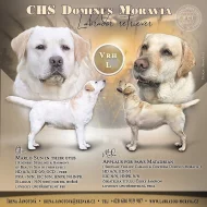 Štěně labradorského retrívra