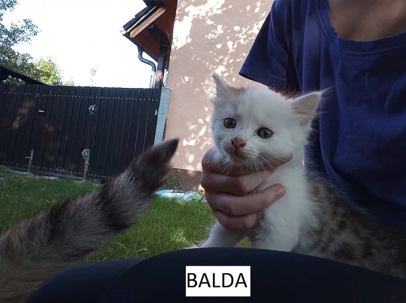 Daruji dvě koťata