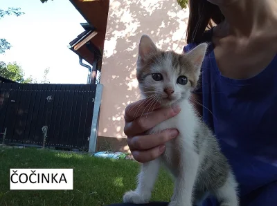 Daruji dvě koťata