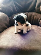 Jack Russel teriér JRT