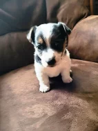 Jack Russel teriér JRT