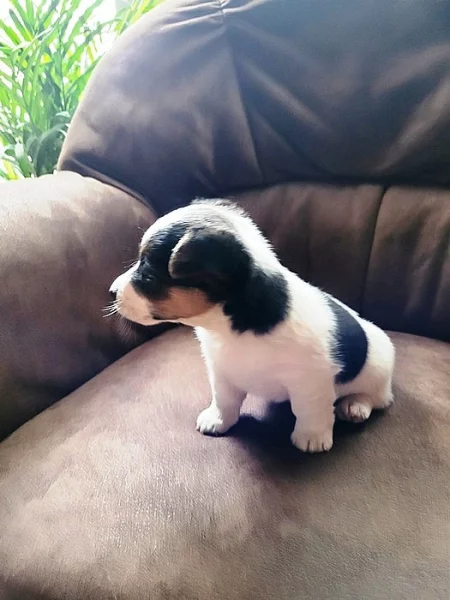 Jack Russel teriér JRT