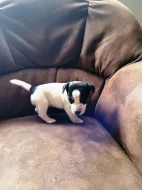 Jack Russel teriér JRT