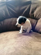 Jack Russel teriér JRT
