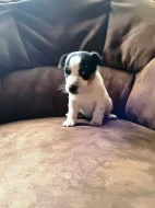 Jack Russel teriér JRT