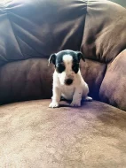 Jack Russel teriér JRT