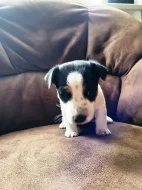 Jack Russel teriér JRT