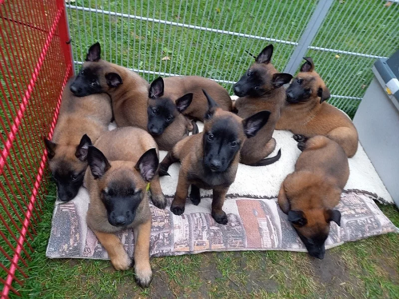 Štěňata BO malinois s PP