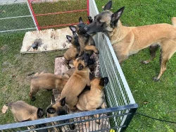 Štěňata BO malinois s PP