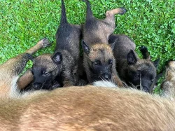 Štěňata BO malinois s PP