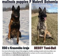 Štěňata BO malinois s PP