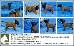 Štěňata BO malinois s PP