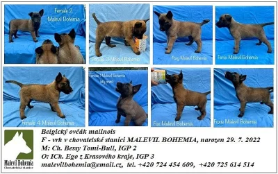 Štěňata BO malinois s PP