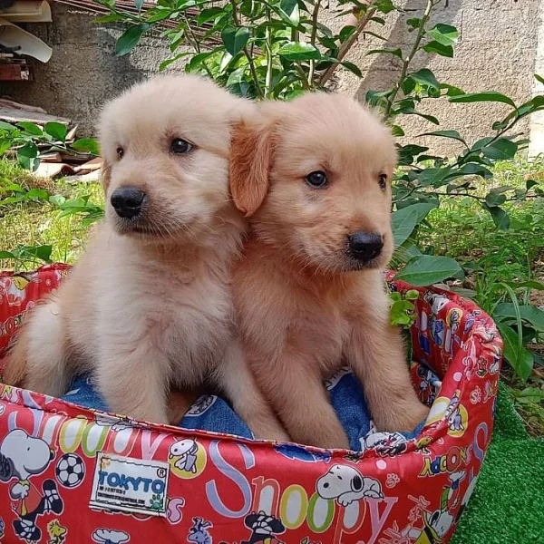 ROZKOŠNÁ ŠTĚŇÁTKA ZLATÉHO RETRIEVERA K Adopci