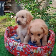 ROZKOŠNÁ ŠTĚŇÁTKA ZLATÉHO RETRIEVERA K Adopci