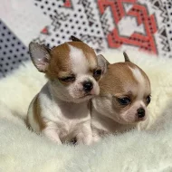 ROZTOMNÁ ŠTĚŇÁTKA ČIVAVA K Adopci