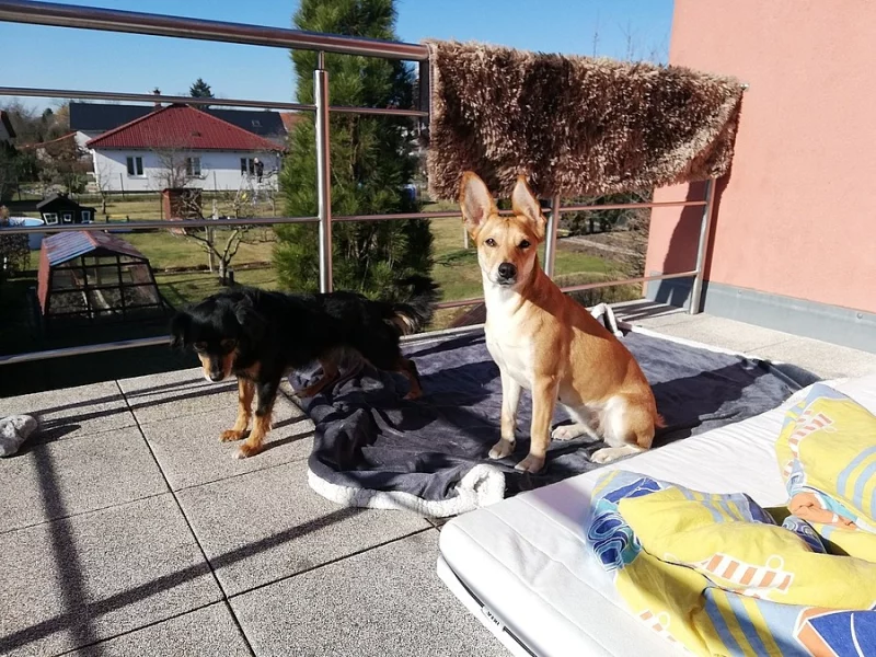 Sháníme krytí pro fenku DINGA