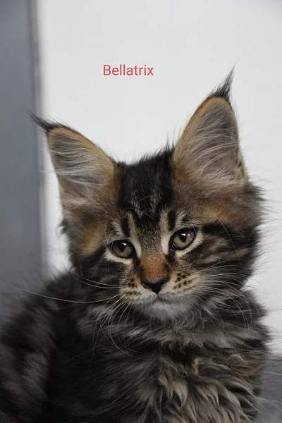 Mainská mývalí koťátka s PP