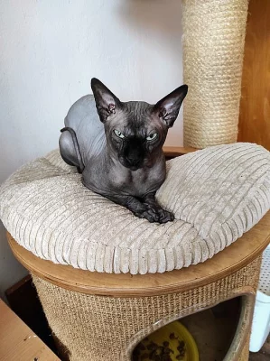 Kanadský sphynx