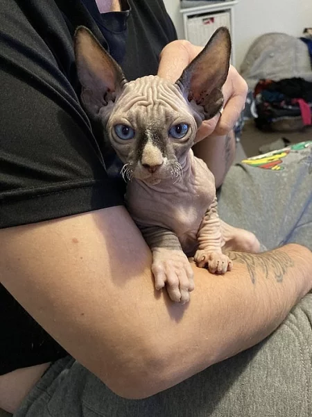 Kanadsky sphynx