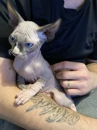 Kanadsky sphynx