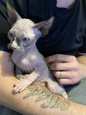 Kanadsky sphynx