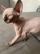Kanadsky sphynx